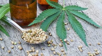 graines de cannabis
