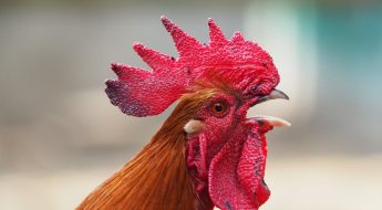 Pourquoi faire le choix d'un t-shirt made in France