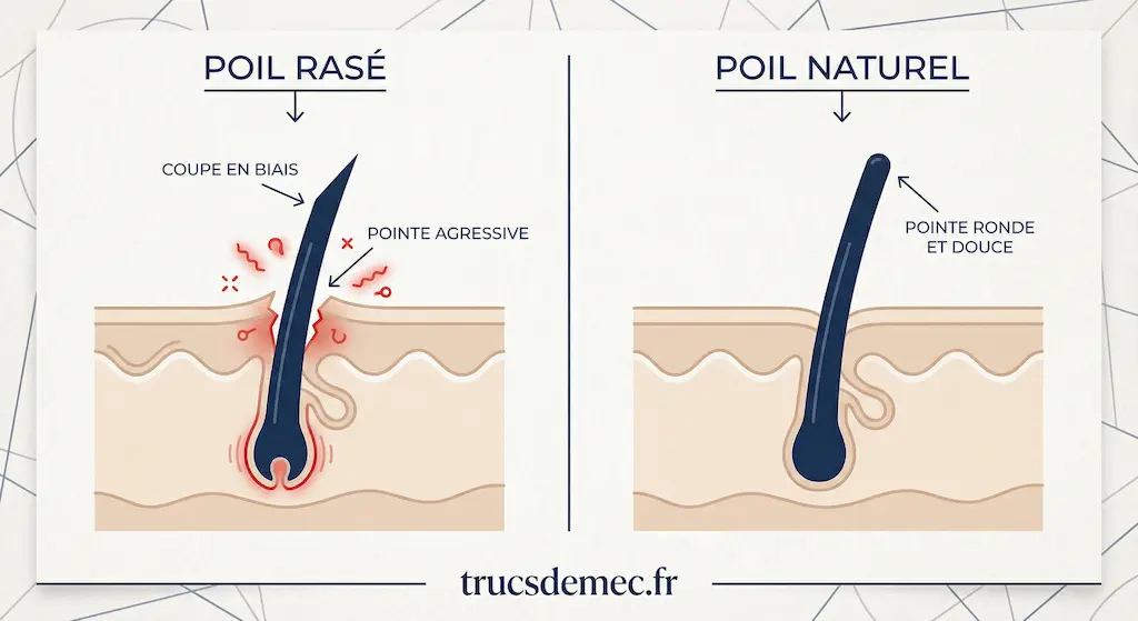 la pointe pointue du poil irrite la surface de la peau